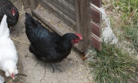 chicken[s]